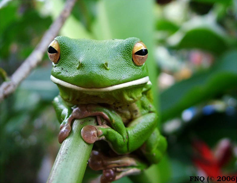 frog closeup 22 10 Reasons Frogs Are Awesome [25 Pics]