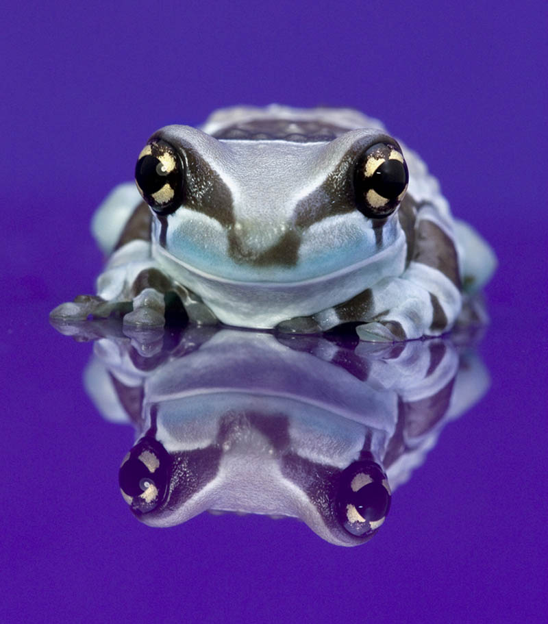frog closeup 25 10 Reasons Frogs Are Awesome [25 Pics]