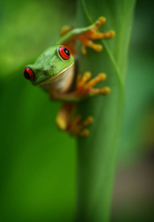 frog closeup 5 10 Reasons Frogs Are Awesome [25 Pics]