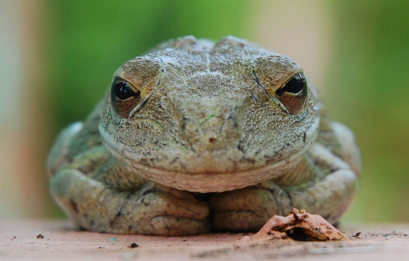 frog closeup 9 10 Reasons Frogs Are Awesome [25 Pics]