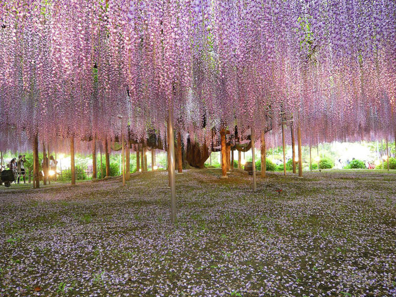 giant wisteria vines Picture of the Day: Giant Wisteria Vines in Japan