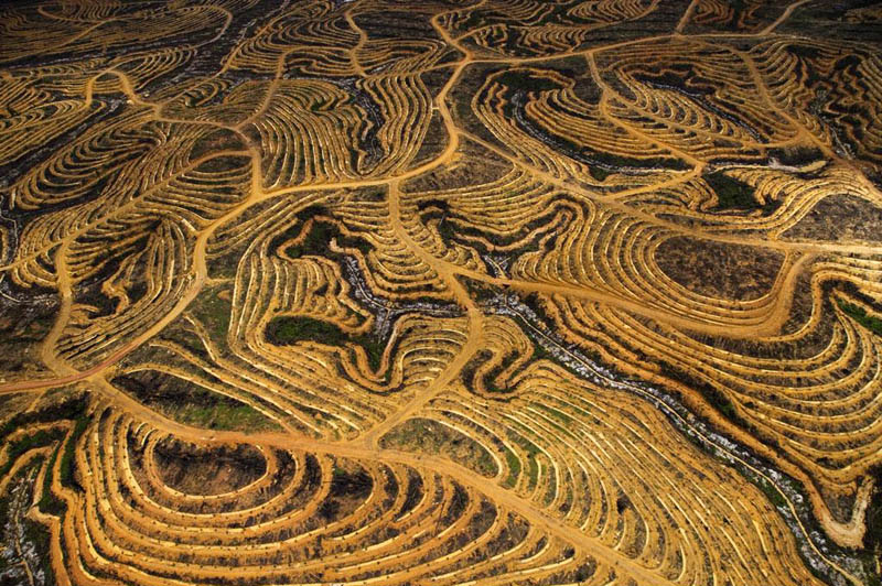 new palm oil plantation near pundu borneo indonesia 25 Mind Blowing Aerial Photographs Around the World