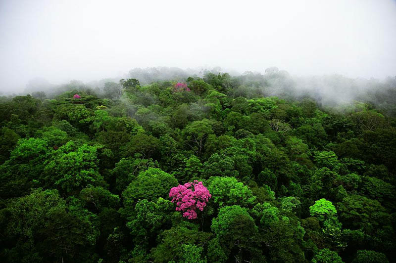 pink ebony on the kaw mountain french guiana 25 Mind Blowing Aerial Photographs Around the World