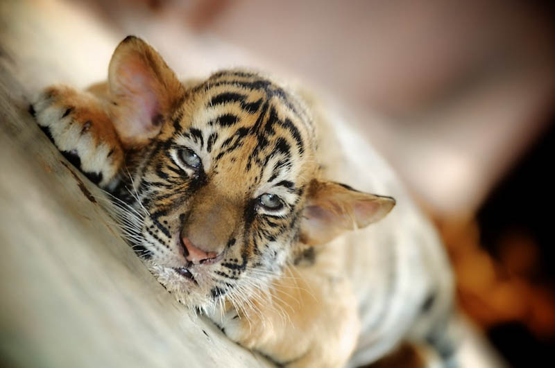 baby tiger The Mighty Tiger: 15 Facts and 25 Stunning Photos