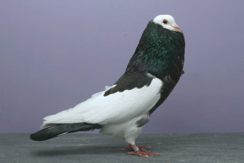 bohemian pouter ryan bateman Bizarre Gallery of Grand National Champion... Pigeons!?! [30 pics]