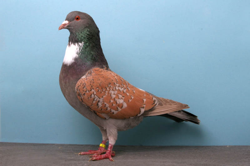 cauchois jim oldham Bizarre Gallery of Grand National Champion... Pigeons!?! [30 pics]