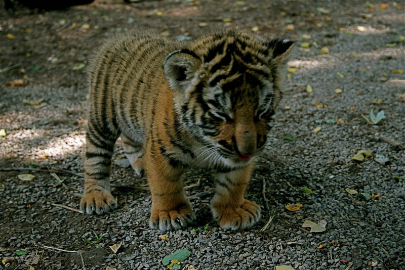 cute baby tiger cub The Mighty Tiger: 15 Facts and 25 Stunning Photos