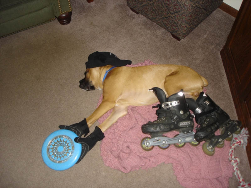 dog passed out wearing skates gloves hat frisbee The Friday Shirk Report   Volume 106
