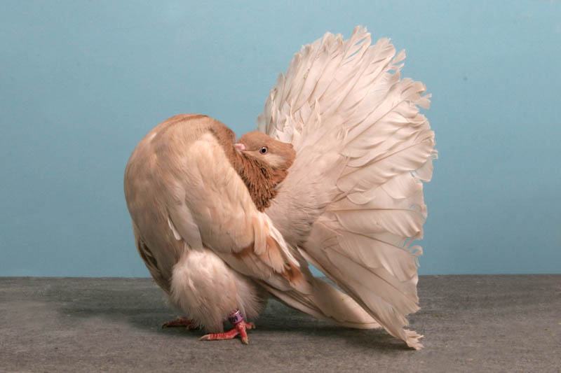fantail amir turkanovic Bizarre Gallery of Grand National Champion... Pigeons!?! [30 pics]