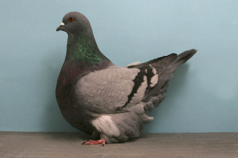 gros mondain john heppner Bizarre Gallery of Grand National Champion... Pigeons!?! [30 pics]