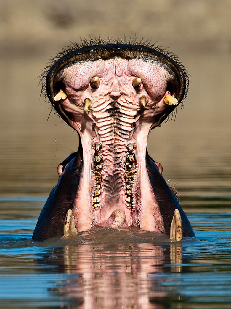 hippopotamus with mouth wide open hungry hungry hippo Picture of the Day: Hungry Hungry Hippo