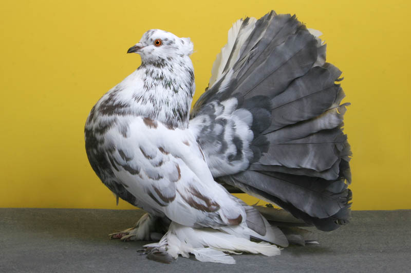 indian fantail rick schlais Bizarre Gallery of Grand National Champion... Pigeons!?! [30 pics]