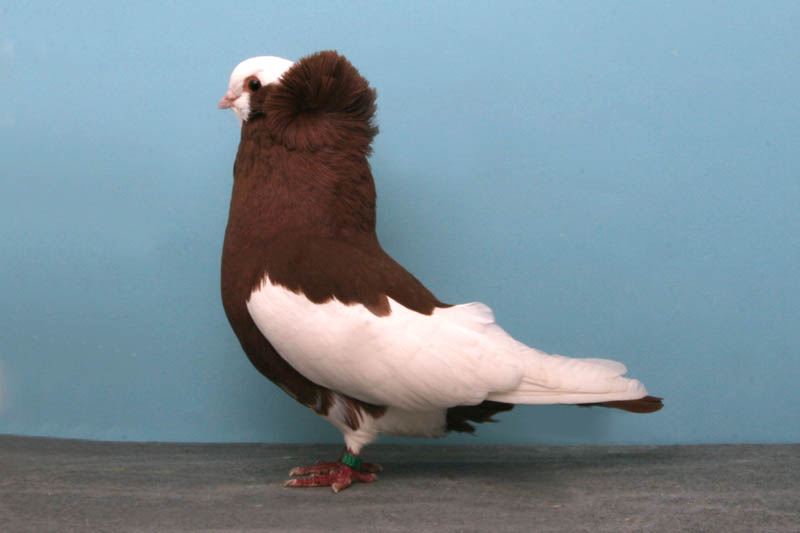 komorner tumbler darrell sebastian Bizarre Gallery of Grand National Champion... Pigeons!?! [30 pics]