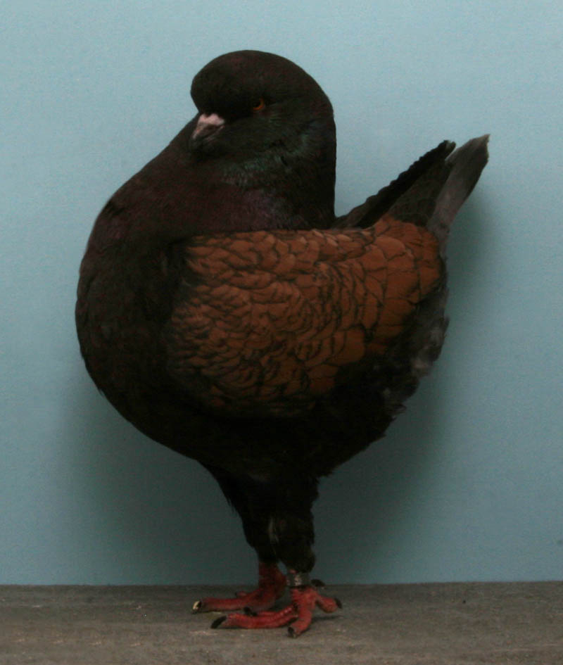 modena rex arnold Bizarre Gallery of Grand National Champion... Pigeons!?! [30 pics]