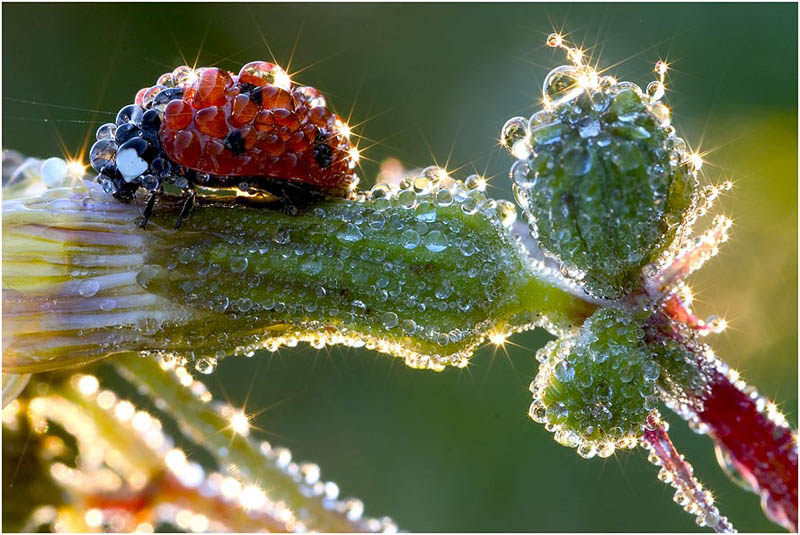 morning dew on ladybug flower Picture of the Day: Morning Dew