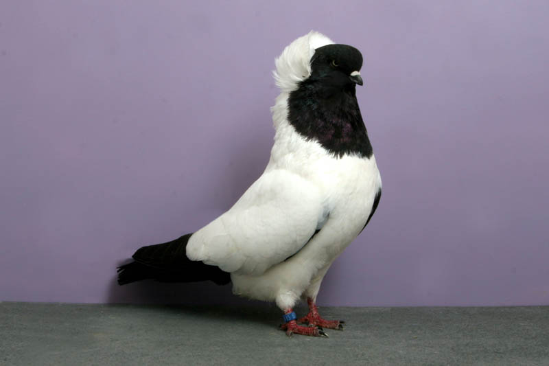 nun john heppner Bizarre Gallery of Grand National Champion... Pigeons!?! [30 pics]