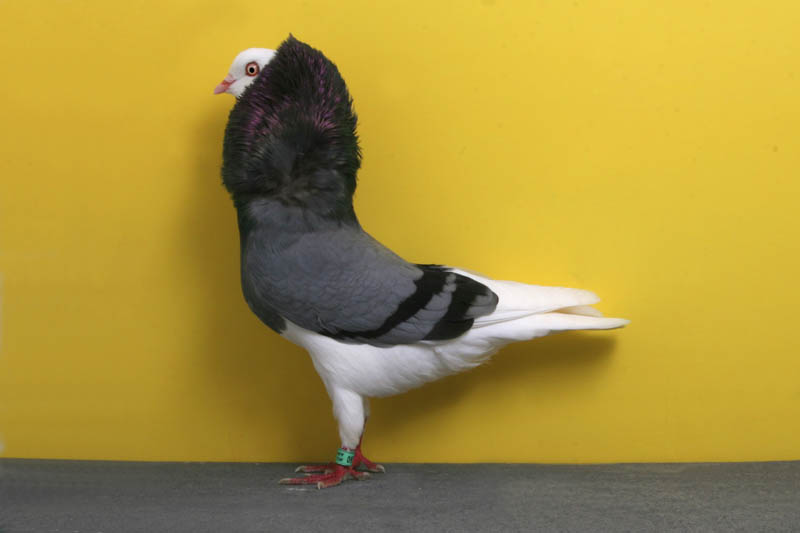 odc layne gardner Bizarre Gallery of Grand National Champion... Pigeons!?! [30 pics]