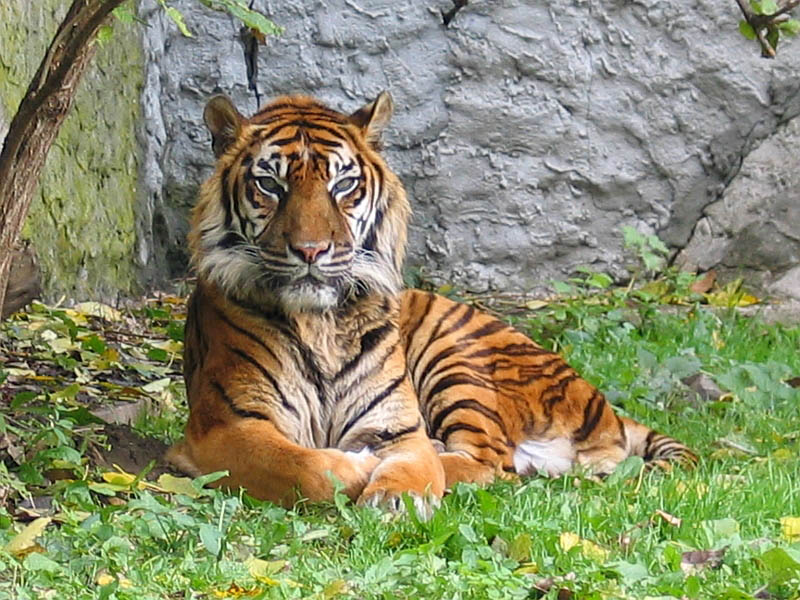 panthera tigris sumatran subspecies The Mighty Tiger: 15 Facts and 25 Stunning Photos