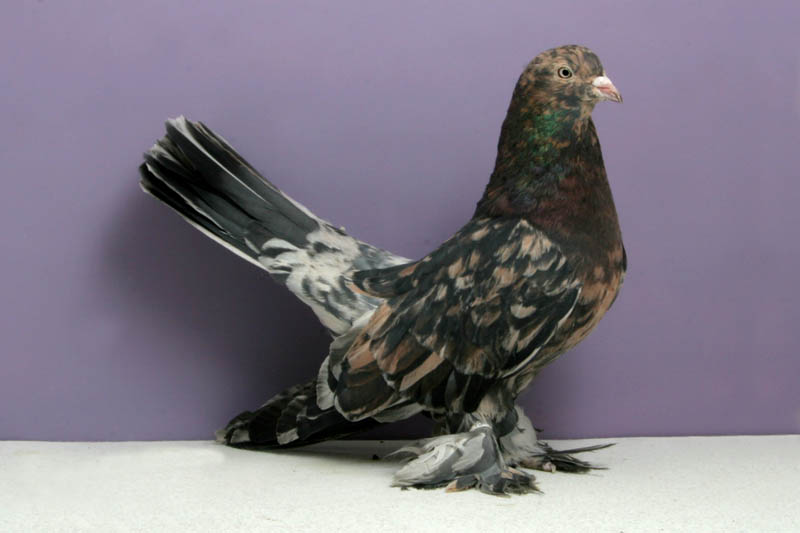 persian roller brad child Bizarre Gallery of Grand National Champion... Pigeons!?! [30 pics]