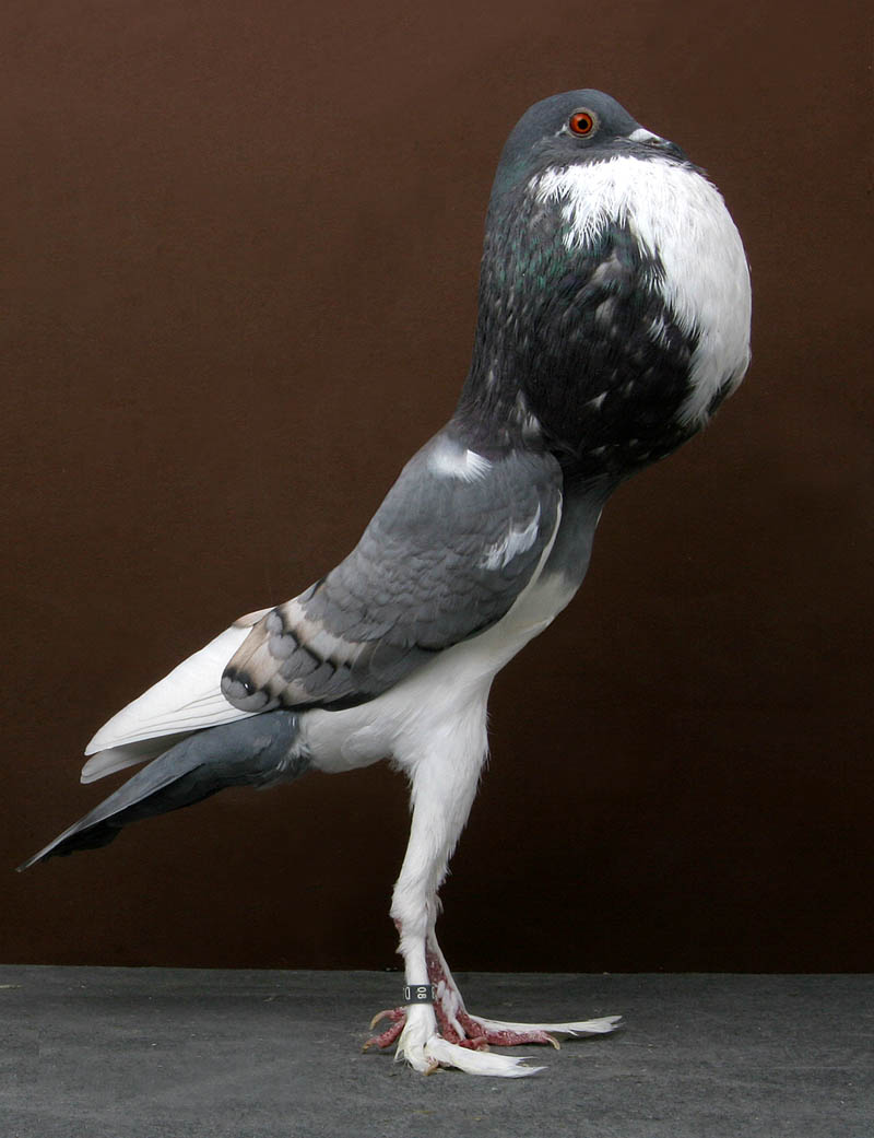 pigmy pouter tally mezzanatto Bizarre Gallery of Grand National Champion... Pigeons!?! [30 pics]
