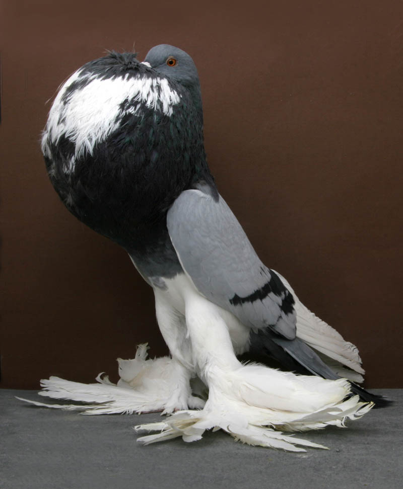 pomeranian pouter matt williams Bizarre Gallery of Grand National Champion... Pigeons!?! [30 pics]