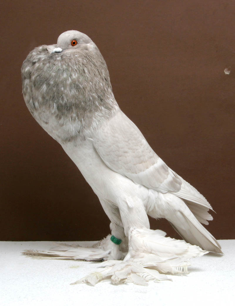saxon pouter tally mezzanatto Bizarre Gallery of Grand National Champion... Pigeons!?! [30 pics]