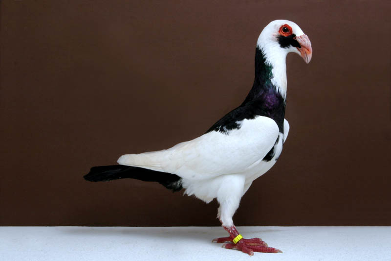 scandaroon john heppner Bizarre Gallery of Grand National Champion... Pigeons!?! [30 pics]
