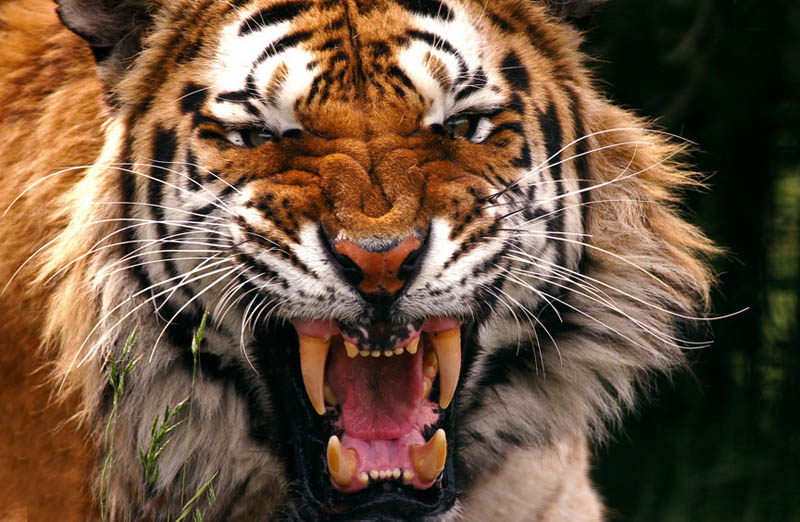 scary tiger The Mighty Tiger: 15 Facts and 25 Stunning Photos