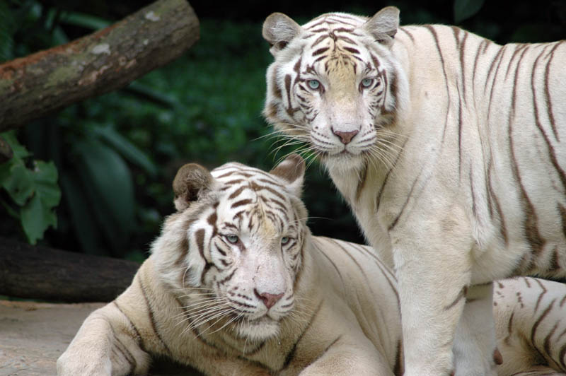 singapore zoo tigers The Mighty Tiger: 15 Facts and 25 Stunning Photos