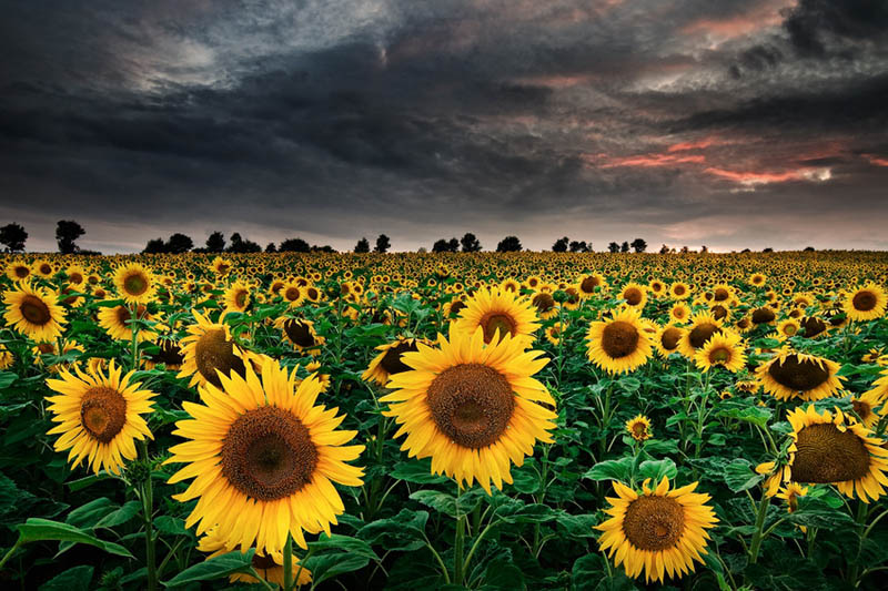 sunflower field april showers bring may flowers Picture of the Day: April Showers...