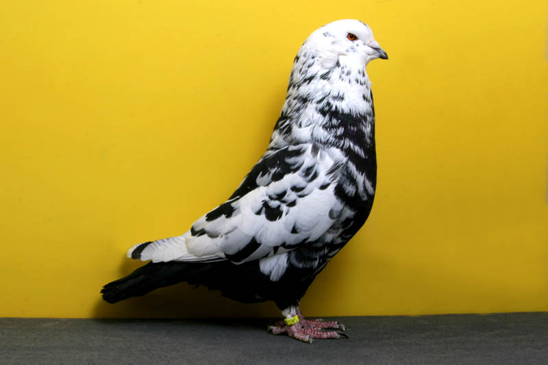 swiss mondaine emily isom Bizarre Gallery of Grand National Champion... Pigeons!?! [30 pics]