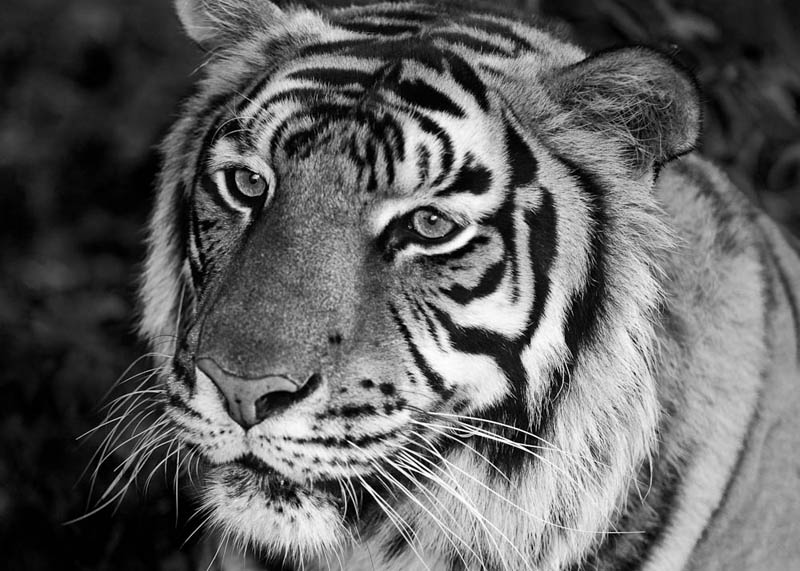 tiger black and white The Mighty Tiger: 15 Facts and 25 Stunning Photos