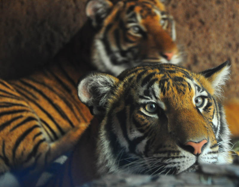 tiger couple The Mighty Tiger: 15 Facts and 25 Stunning Photos