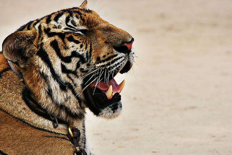 tiger growling The Mighty Tiger: 15 Facts and 25 Stunning Photos