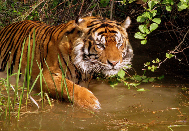 tiger hunting The Mighty Tiger: 15 Facts and 25 Stunning Photos