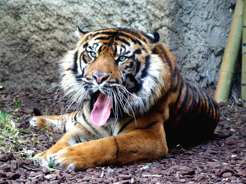 tiger laying down The Mighty Tiger: 15 Facts and 25 Stunning Photos
