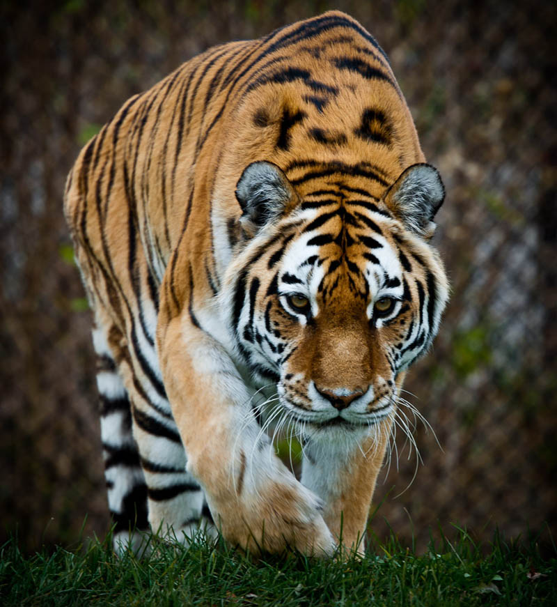 tiger on the prowl The Mighty Tiger: 15 Facts and 25 Stunning Photos