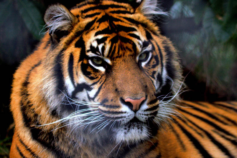 tiger portrait The Mighty Tiger: 15 Facts and 25 Stunning Photos