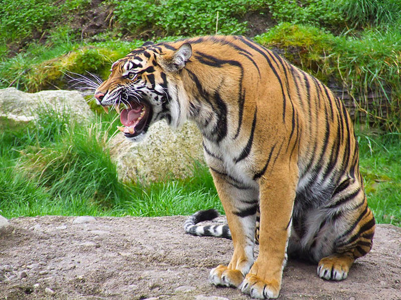 tiger sitting snarling The Mighty Tiger: 15 Facts and 25 Stunning Photos
