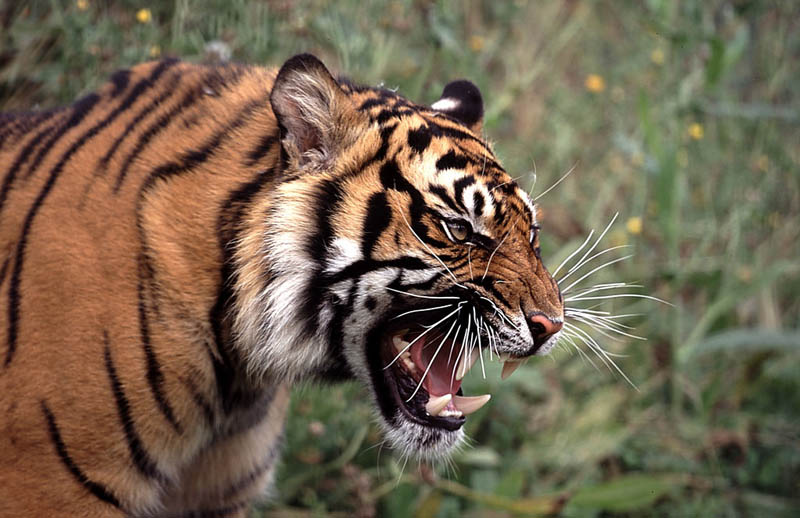 tiger snarl The Mighty Tiger: 15 Facts and 25 Stunning Photos