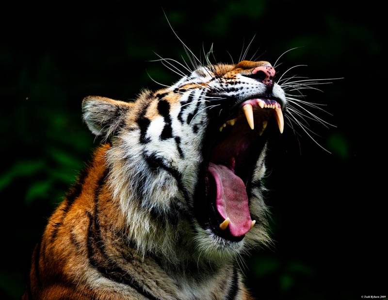 tiger yanwing The Mighty Tiger: 15 Facts and 25 Stunning Photos
