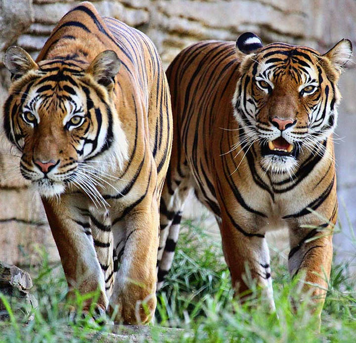 two tigers The Mighty Tiger: 15 Facts and 25 Stunning Photos
