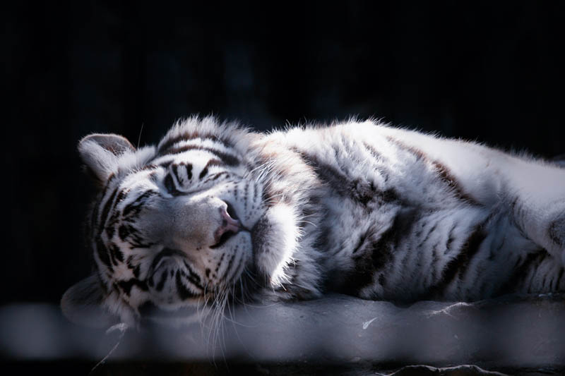 white tiger cub The Mighty Tiger: 15 Facts and 25 Stunning Photos