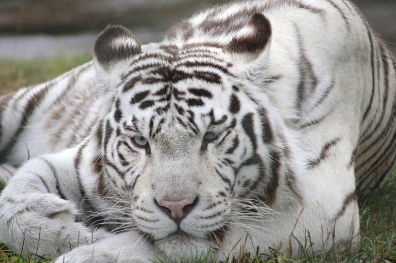 white tiger The Mighty Tiger: 15 Facts and 25 Stunning Photos