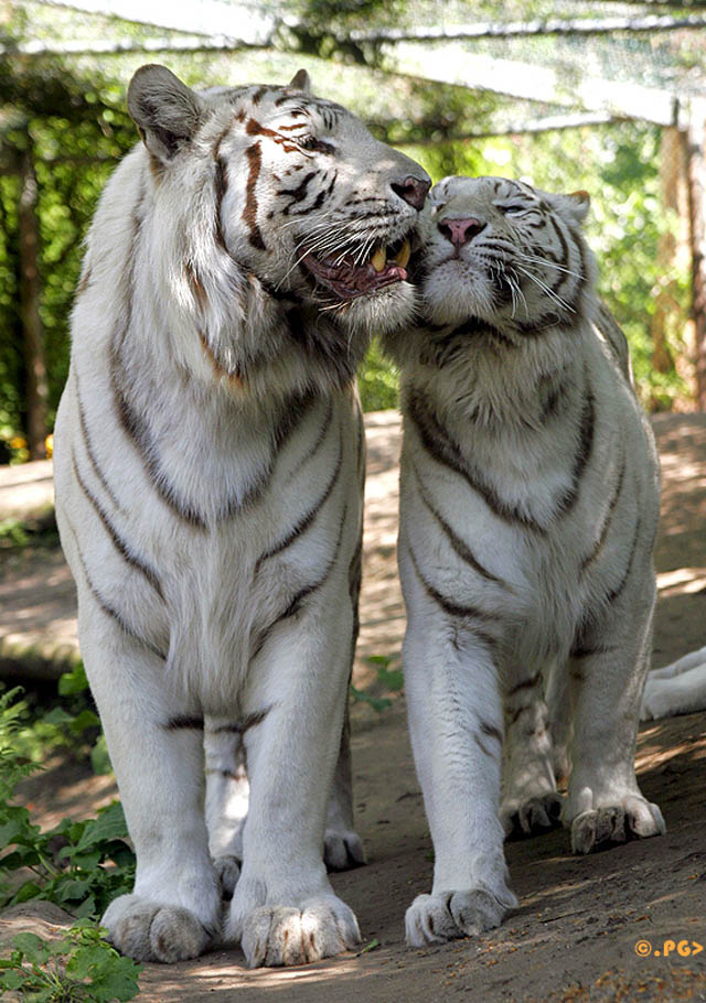 white tigers The Mighty Tiger: 15 Facts and 25 Stunning Photos