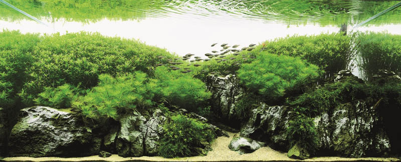 10 li da wei china The Top 25 Ranked Freshwater Aquariums in the World