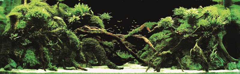 16 kazutaka murase japan The Top 25 Ranked Freshwater Aquariums in the World