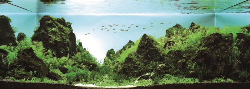 19 llin ting quan taiwan The Top 25 Ranked Freshwater Aquariums in the World