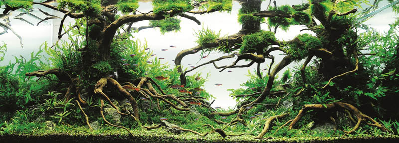 22 michael gw wong hong kong The Top 25 Ranked Freshwater Aquariums in the World