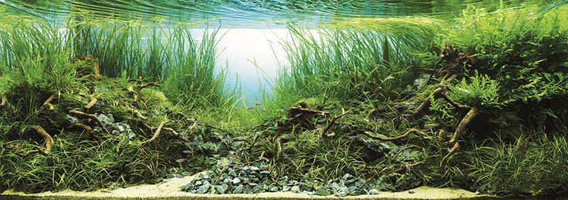 23 hironori handa japan The Top 25 Ranked Freshwater Aquariums in the World